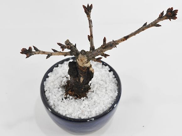 お試しのミニ桜｜盆栽妙 – 盆栽妙 本店