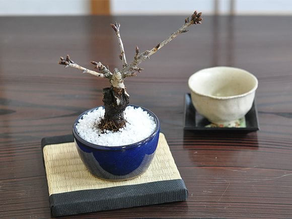 お試しのミニ桜｜盆栽妙 – 盆栽妙 本店