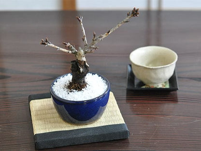 おためしチビ桜