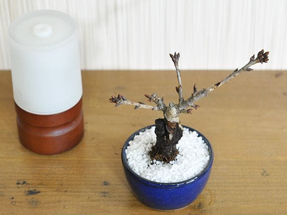 おためしチビ桜