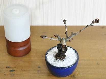 おためしチビ桜
