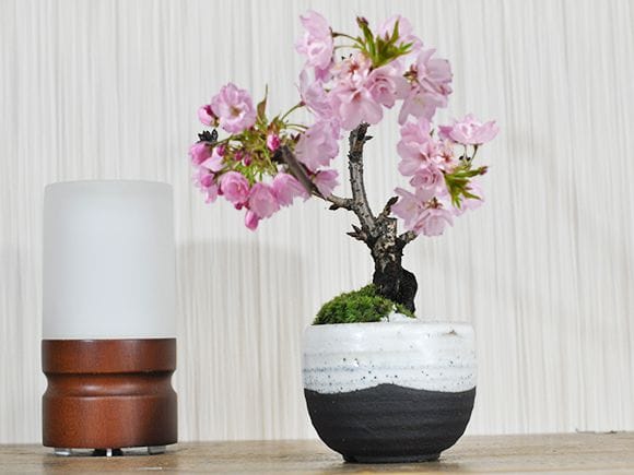 ミニ桜 いっぷく｜盆栽妙 – 盆栽妙 本店