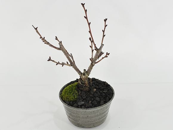 九重　盆栽 桜 風流な盆栽｜盆栽妙 – 盆栽妙 本店