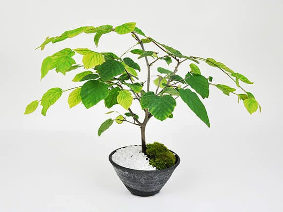 姫蘇鉄　盆栽　古木　ロング　希少 姫蘇鉄 盆栽 古木 希少 - メルカリ