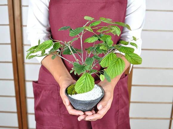 姫水木 縁起の良い花の咲く盆栽｜盆栽妙 – 盆栽妙 本店