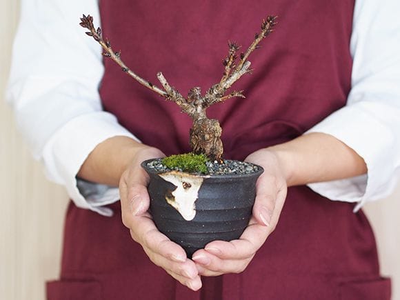 ミニ桜のつぼ鉢