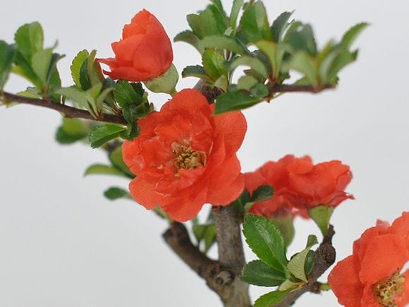 ミニ長寿梅 八重の花盆栽｜盆栽妙 – 盆栽妙 本店