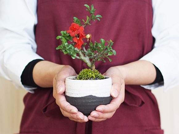 長寿梅 八重の花盆栽 いっぷく椀｜盆栽妙 – 盆栽妙 本店