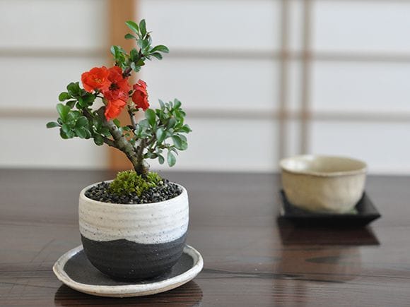 八重長寿梅 八重の花 いっぷく椀