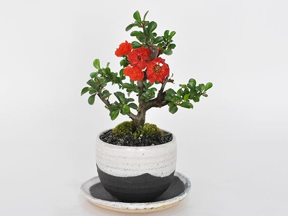 八重長寿梅 八重の花 いっぷく椀
