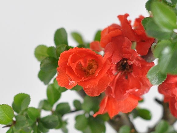 八重長寿梅 八重の花 いっぷく椀