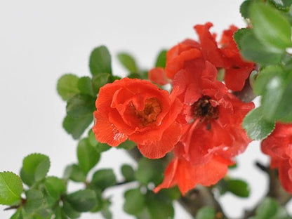 八重長寿梅 八重の花 いっぷく椀