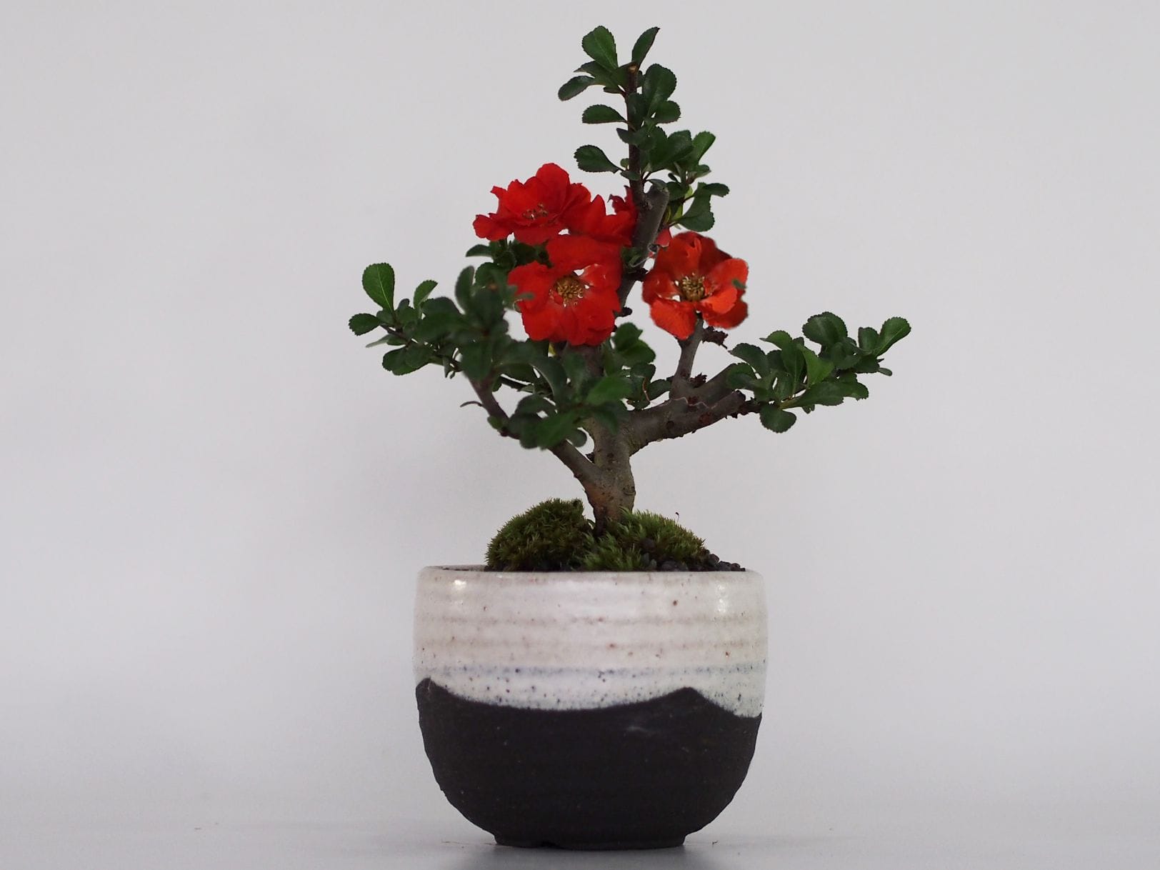 長寿梅 八重の花盆栽 いっぷく椀｜盆栽妙 – 盆栽妙 本店