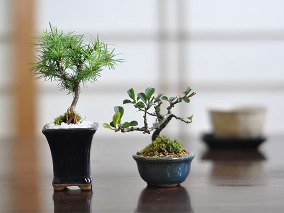 2号鉢5点セット｜盆栽妙 – 盆栽妙 本店