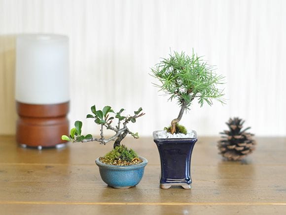 2号鉢5点セット｜盆栽妙 – 盆栽妙 本店