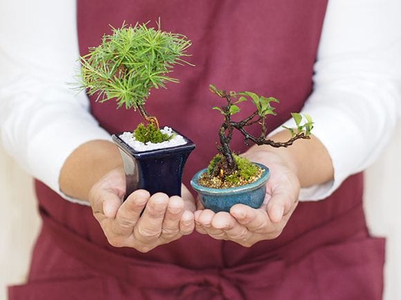 2号鉢5点セット｜盆栽妙 – 盆栽妙 本店