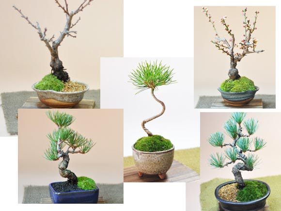 乾燥山苔　大