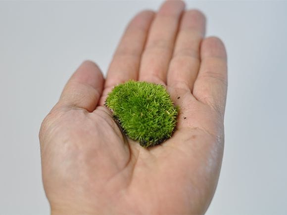 乾燥山苔　大
