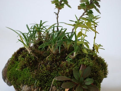 石付き たまりゅうの寄せ植え　1点もの No.23
