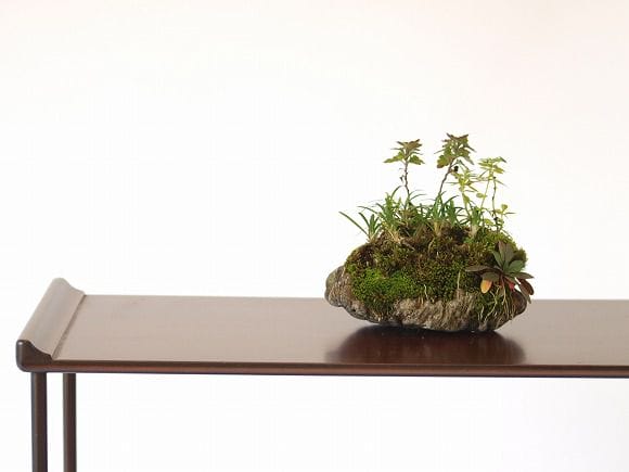 石付き たまりゅうの寄せ植え 1点もの No.23の盆栽を販売｜ギフトを
