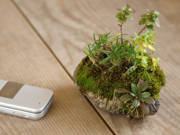 石付き たまりゅうの寄せ植え　1点もの No.23