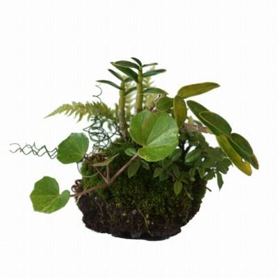 石付き しだの寄せ植え　1点もの No.24