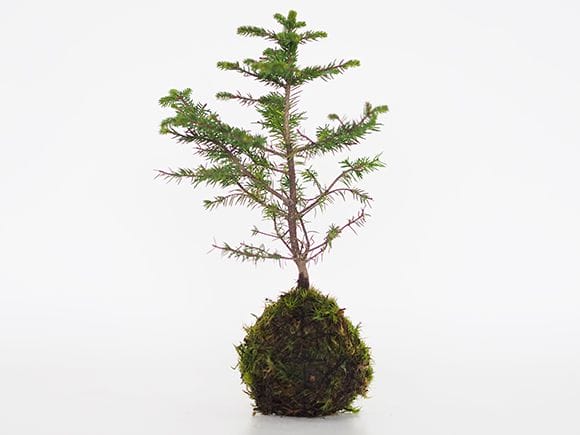 2401_2.jpg?v=1700645616&width=1946