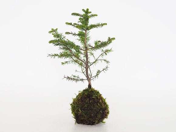 エゾ松の苔玉｜盆栽妙 – 盆栽妙 本店
