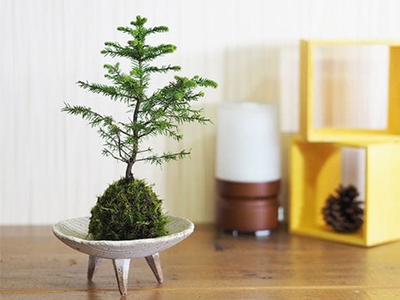 エゾ松の苔玉｜盆栽妙 – 盆栽妙 本店