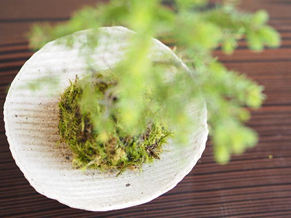 エゾ松の苔玉｜盆栽妙 – 盆栽妙 本店