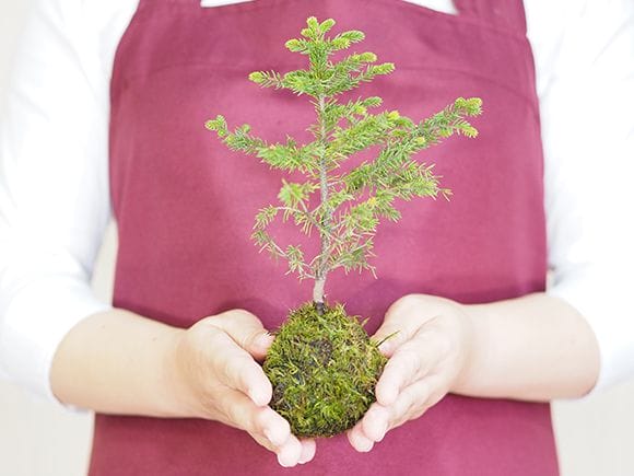 エゾ松の苔玉｜盆栽妙 – 盆栽妙 本店