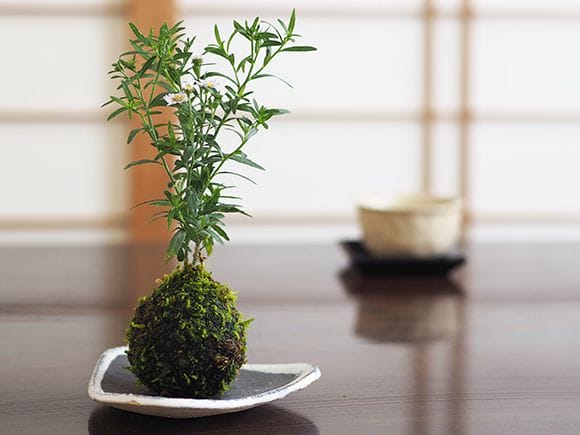 谷川野菊の苔玉｜盆栽妙 – 盆栽妙 本店