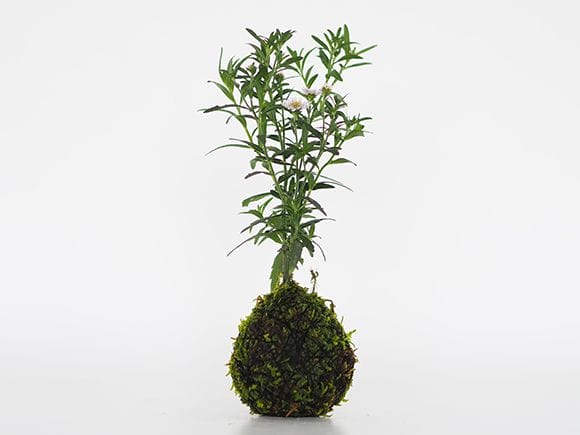 谷川野菊の苔玉