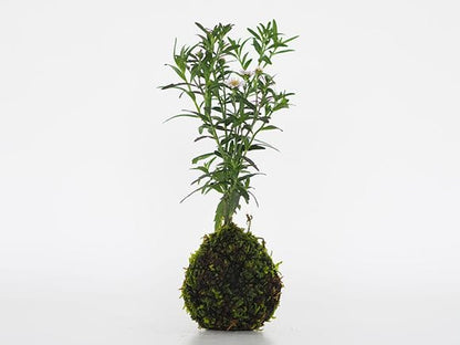 谷川野菊の苔玉