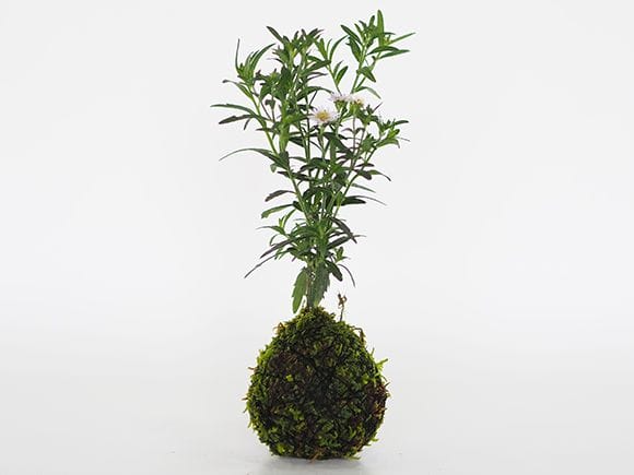 谷川野菊の苔玉