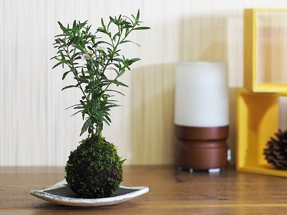 谷川野菊の苔玉