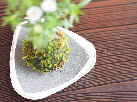 谷川野菊の苔玉
