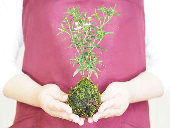 谷川野菊の苔玉