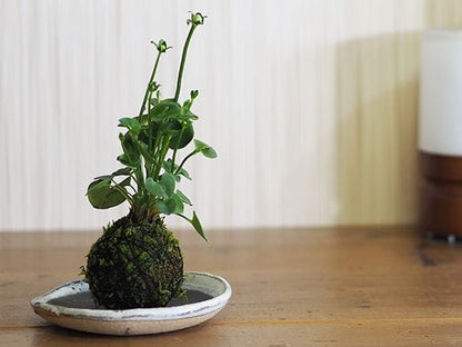 神津梅鉢草の苔玉