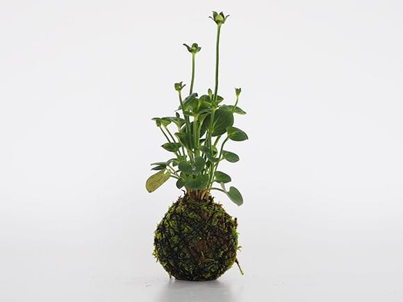 神津梅鉢草の苔玉