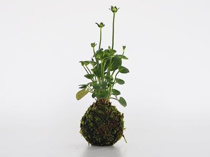 神津梅鉢草の苔玉