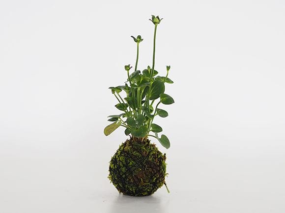 神津梅鉢草の苔玉