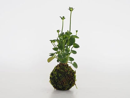 神津梅鉢草の苔玉