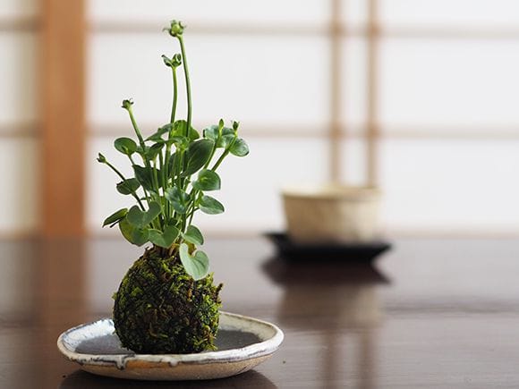 神津梅鉢草の苔玉