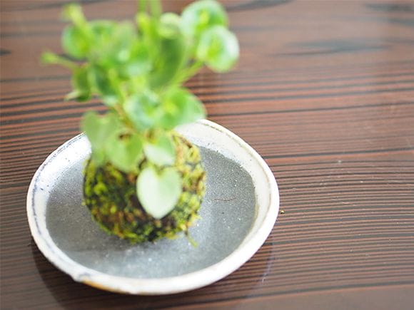 神津梅鉢草の苔玉