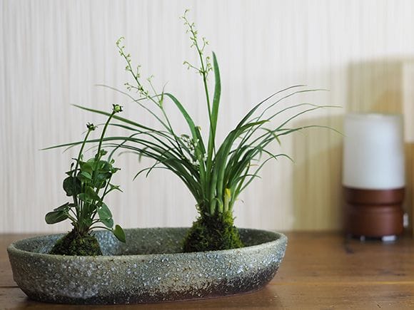 神津梅鉢草の苔玉