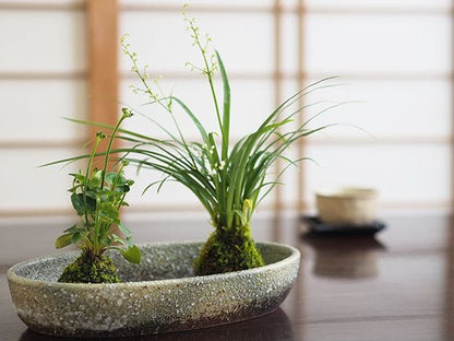神津梅鉢草の苔玉