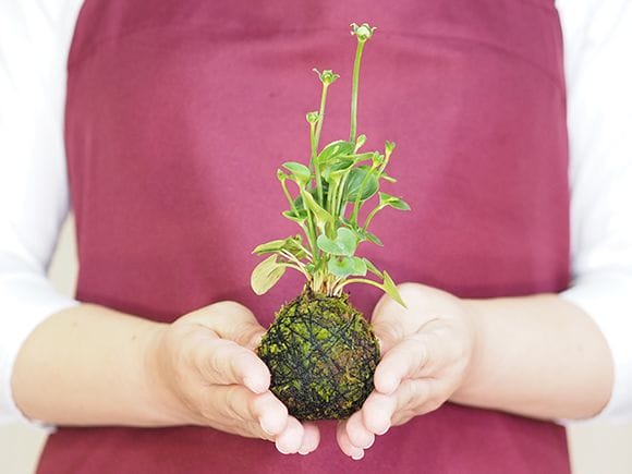 神津梅鉢草の苔玉