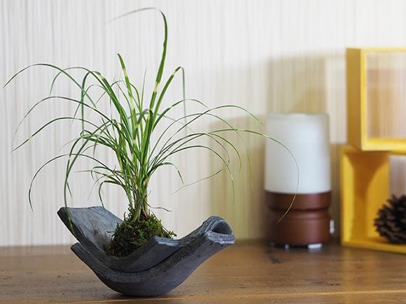 姫矢羽ススキの苔玉｜盆栽妙 – 盆栽妙 本店
