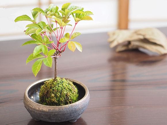 アメリカヅタの苔玉｜盆栽妙 – 盆栽妙 本店